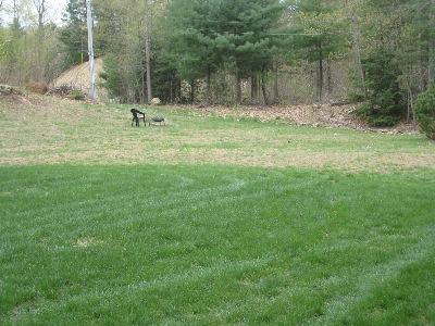 Lawn Fertilization Service